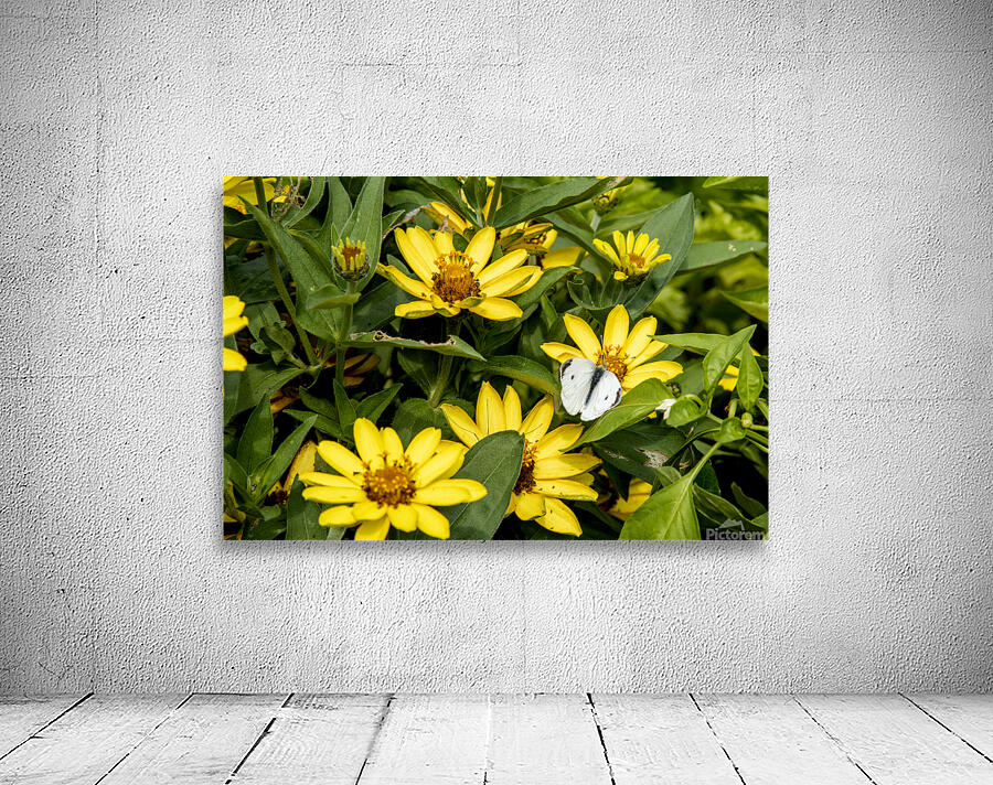 Sunflower Frolic: White Butterfly on Sunflowers Wall Preview