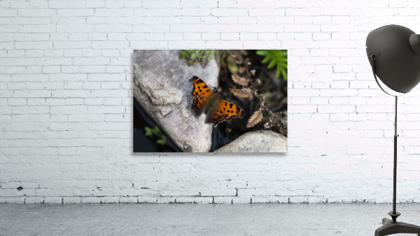 Macro Serenity: Butterfly on Rock by Melissa Lefebvre