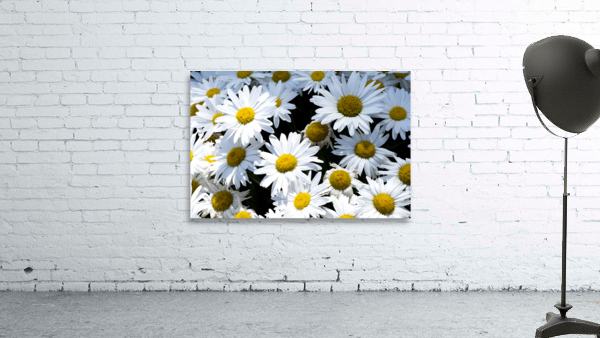 Harmonie naturelle : Decouvrez la delicatesse dun tapis de marguerites blanches en macro Wall Preview