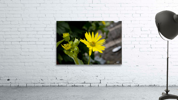 Eclat solaire : Le tournesol en macro une explosion de couleurs Wall Preview