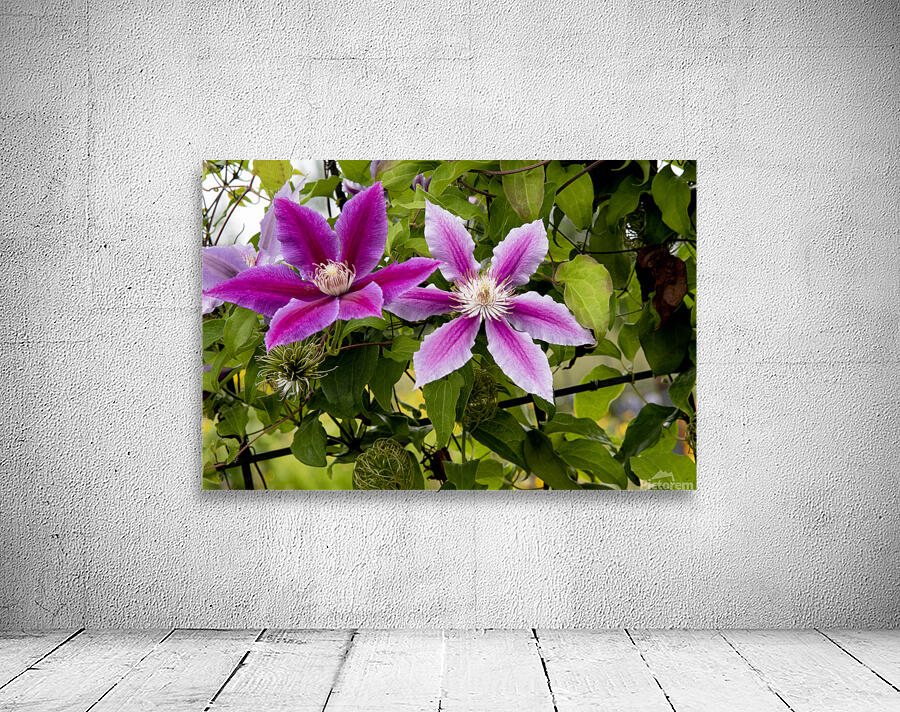 Harmonie delicate : La splendeur des clematites roses en macro dans leur feuillage captivant Wall Preview