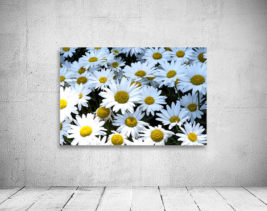 Purete florale : Leclat dun tapis de marguerites blanche Wall Preview