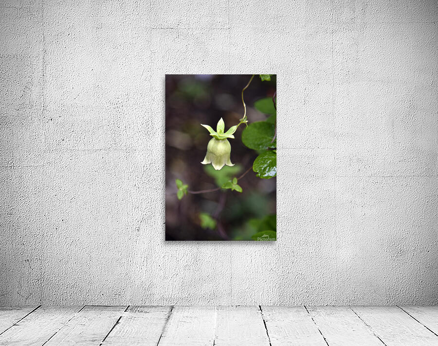 Nature envoutante : Decouvrez la beaute captivante dune belladone en macro  Wall Preview