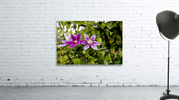 Fleurs en harmonie : Clematite rose mauve captivante avec un fond de feuillus Wall Preview