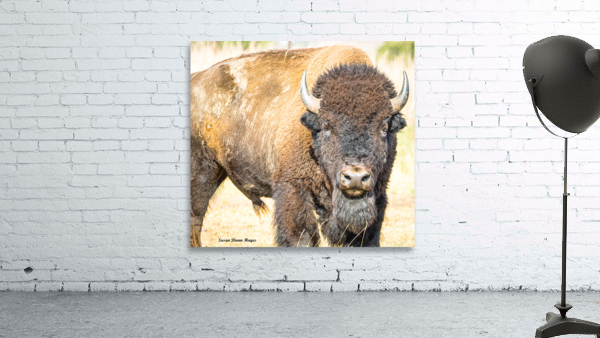 Stare Down Wall Preview