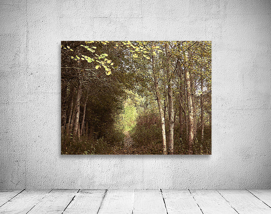 Nature Ramble through the Autumn Birch Trees in the Scottish Highlands Wall Preview