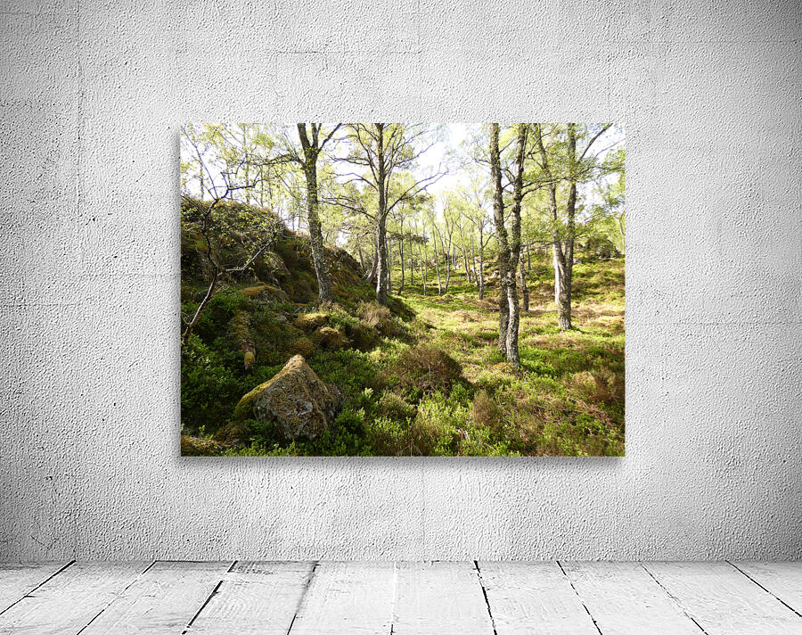 Spring May Morning in a Scottish Highlands Birch Forest Wall Preview