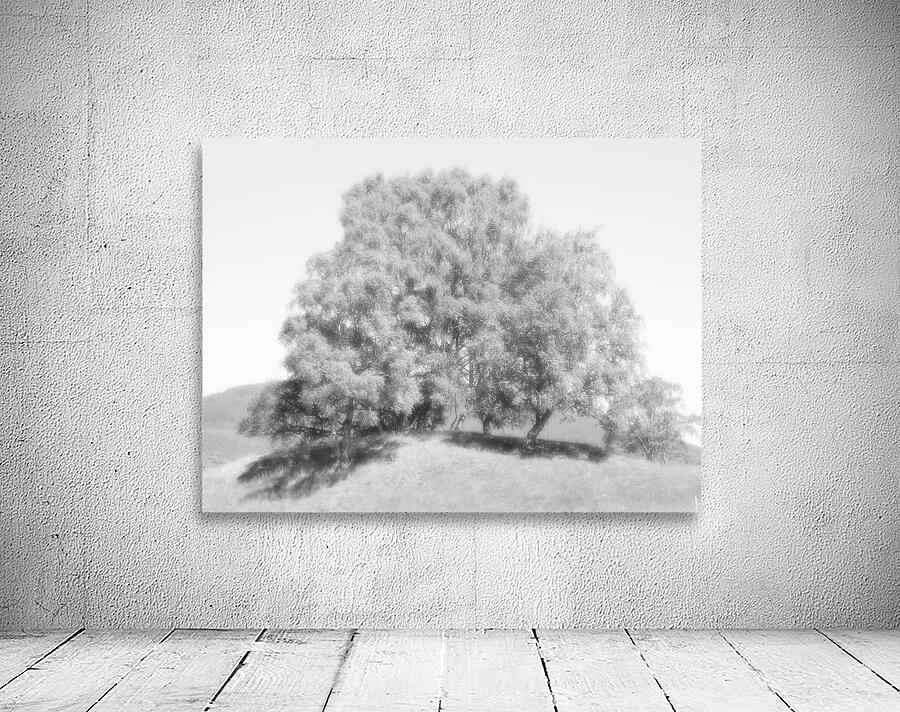 We Three Trees of the Scottish Highlands in High Glossy Monochrome Wall Preview