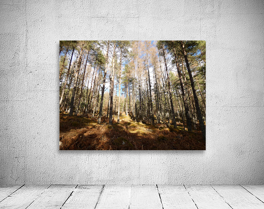 Scottish Highlands Winter Pine Forest  Sun and Shadows Wall Preview