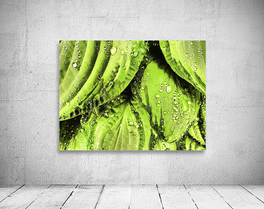 Rainy Hosta Leaves in Intelligent Art Nature Photography Wall Preview