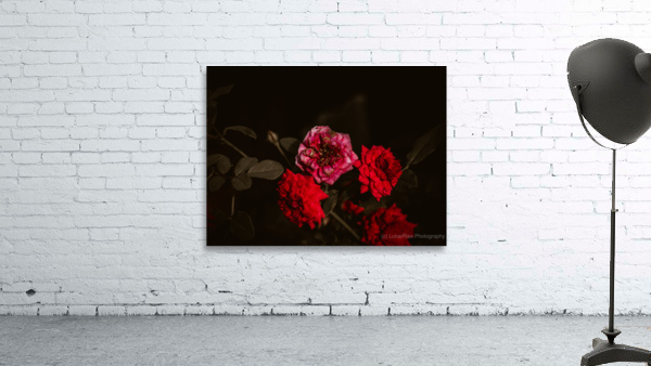 Mini Roses Wall Preview