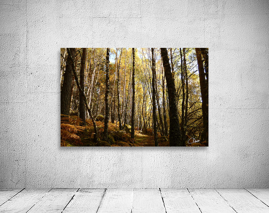 Autumnal Forest Walk in the Scottish Highlands Wall Preview