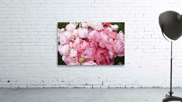 Peony Lovers Dream Wall Preview