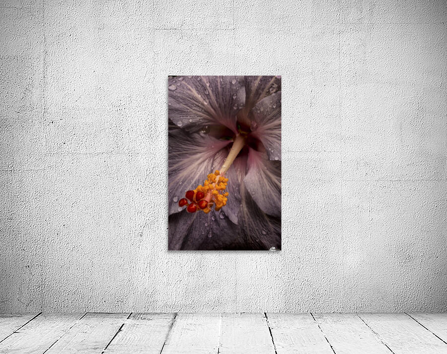Close up of a Hibiscus flower with water droplets; Hawaii, United States of America by PacificStock