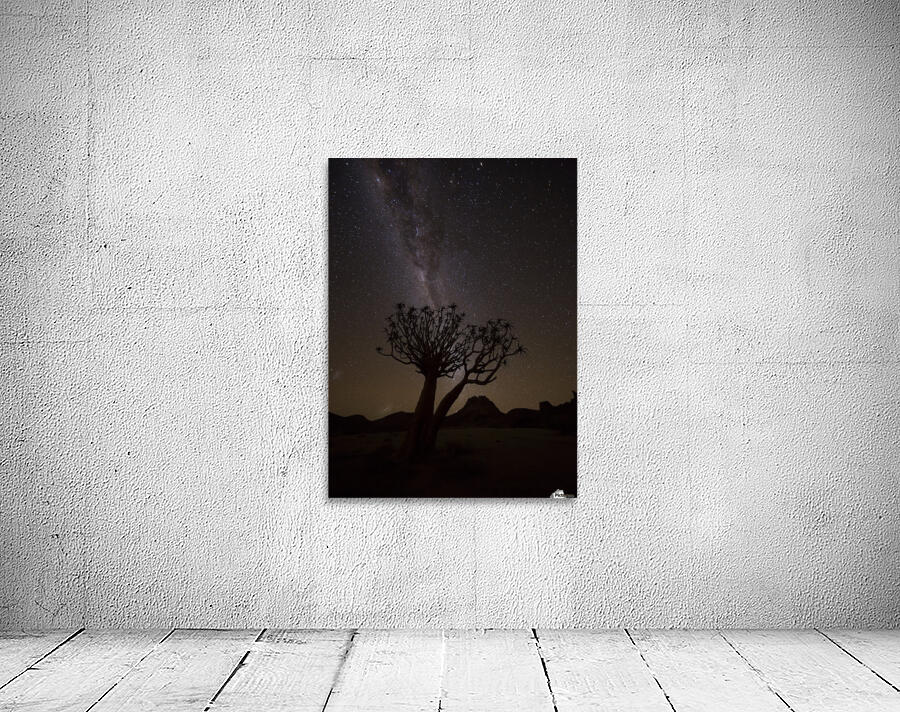 The milky way slashes across the night sky above a quiver tree (kokerboom, aloe dichotoma) in Richtersveld National Park; South Africa by PacificStock