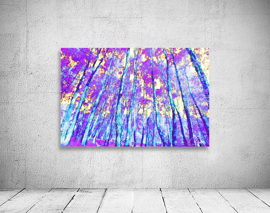  Vibrant Birch Tree Glory in the Scottish Highlands Wall Preview