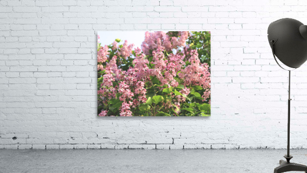 Pink Profusion of Lilacs Wall Preview