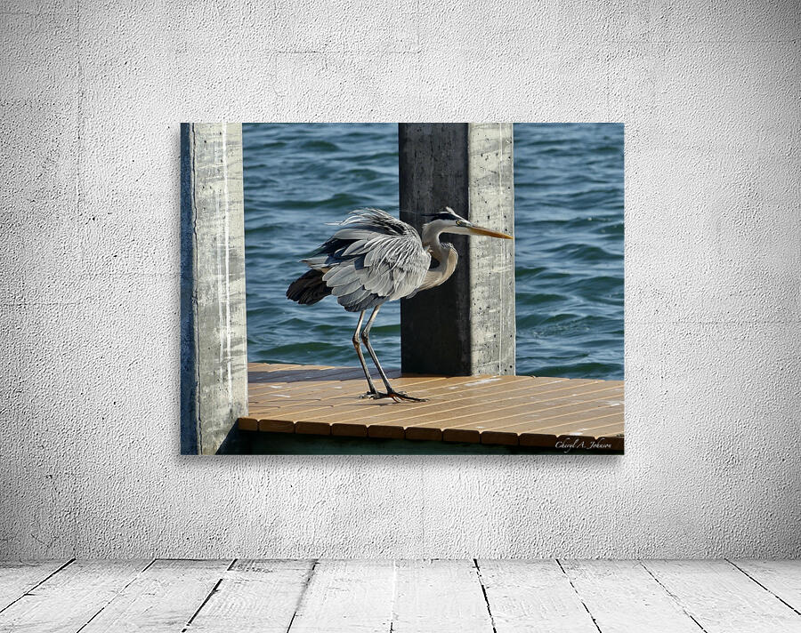 Great Blue Heron ~ on Anna Maria Island dock Wall Preview