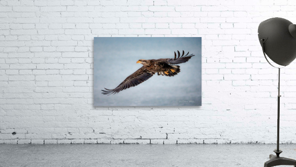 Soaring Young Eagle by Dave Veith