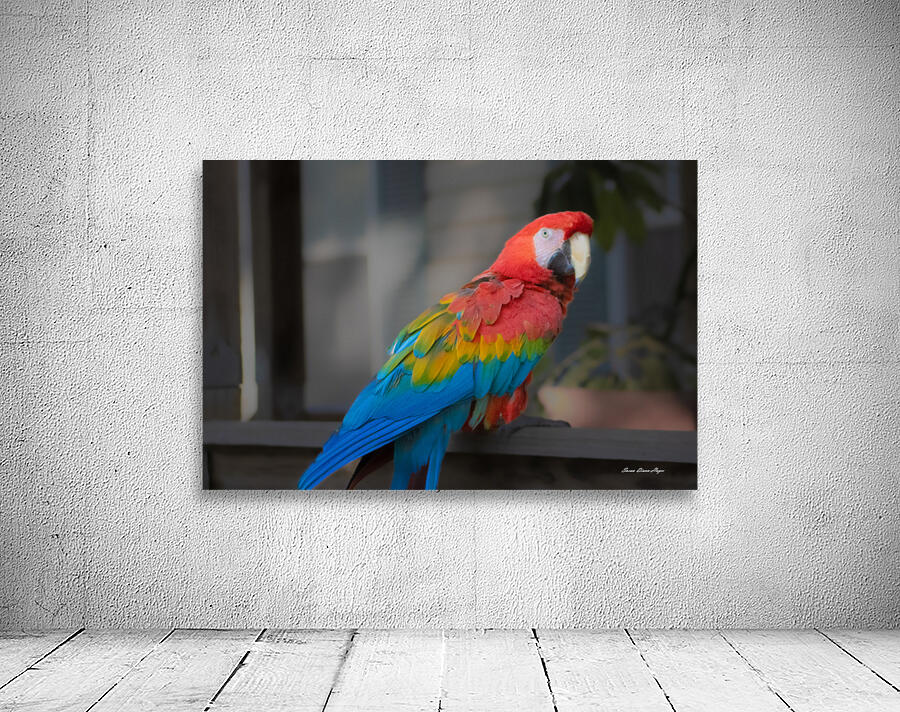 Callies Baby Wall Preview