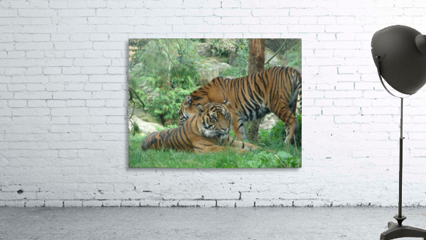Tigers Wall Preview