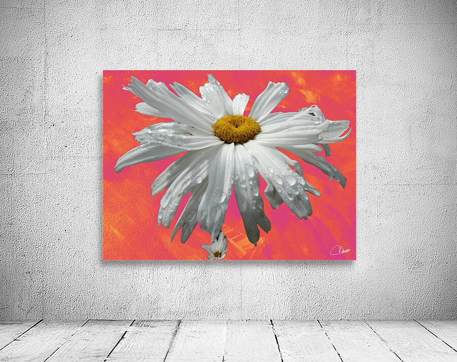  Daisy Flower Close Up on Vibrant Wall Preview