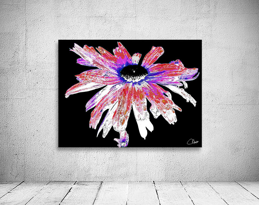 Red and White Distressed Daisy Flower on a Black Background Wall Preview