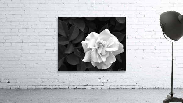 Elegant White Rose in Monochrome by Michelle K Wood