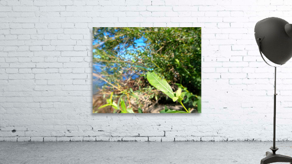 Timmy Dragonfly Wall Preview