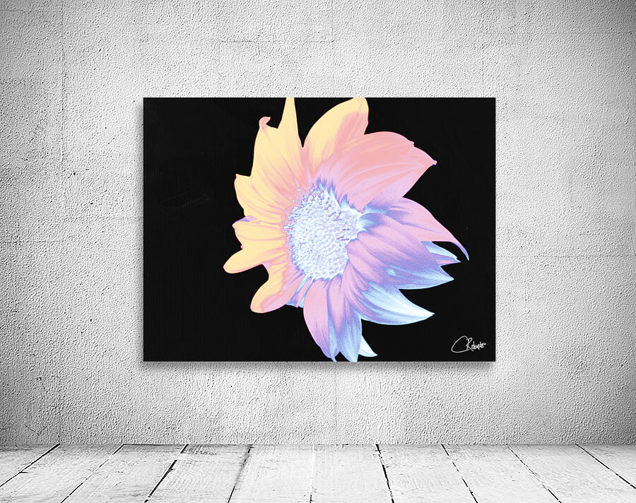 Silver and Pink Sunflower on a Black Background Wall Preview