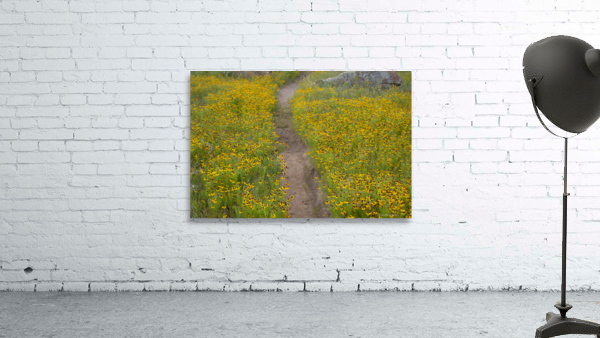 Pathway Series-5 Wichita Mountains Wildflower Path Wall Preview
