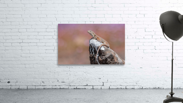 Liolaemus nigromaculatus Wall Preview