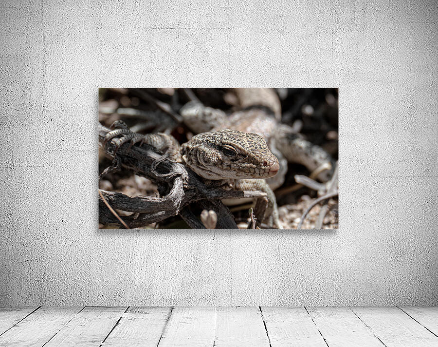 Female maculatus Wall Preview