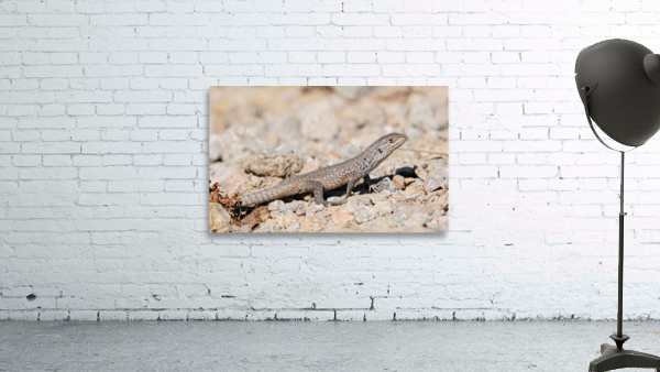 Liolaemus fuscus Wall Preview