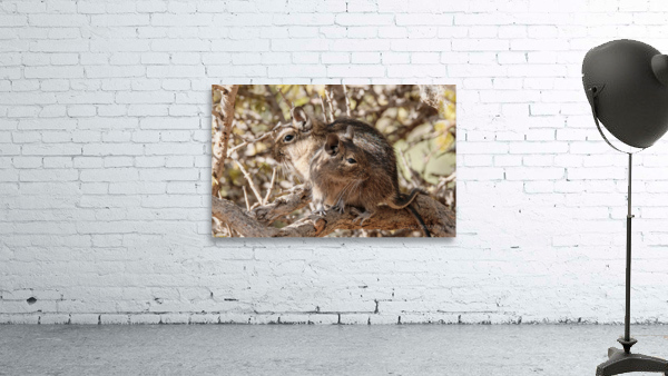 Degu couple Wall Preview