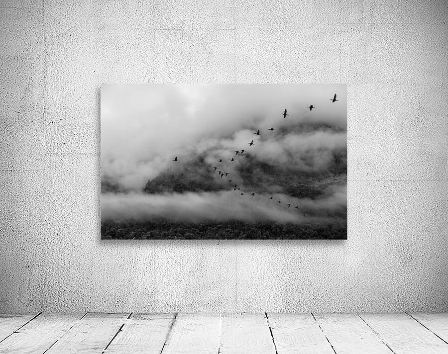 Austral Wall Preview