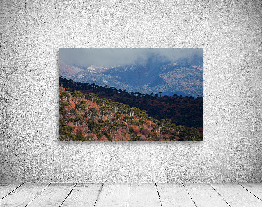 Malalcahuello Wall Preview