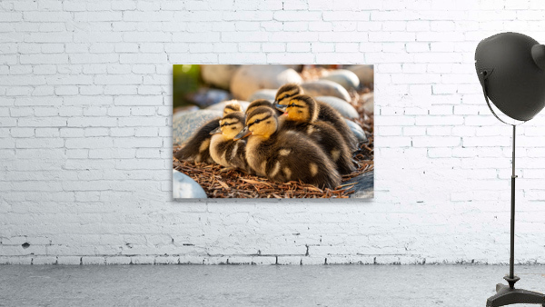 Ducklings Huddling Together by David Yoon