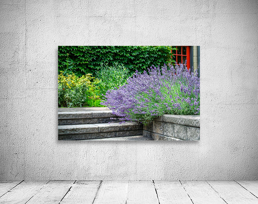 Lavender Near the Steps Wall Preview