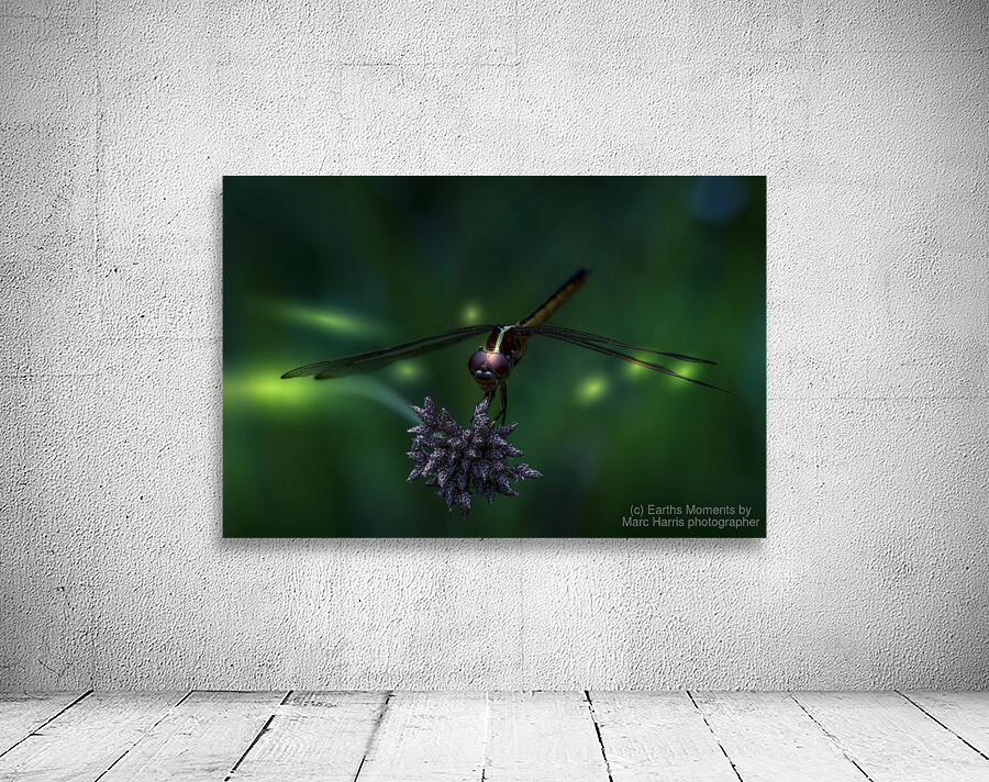 Sittin on a star Wall Preview