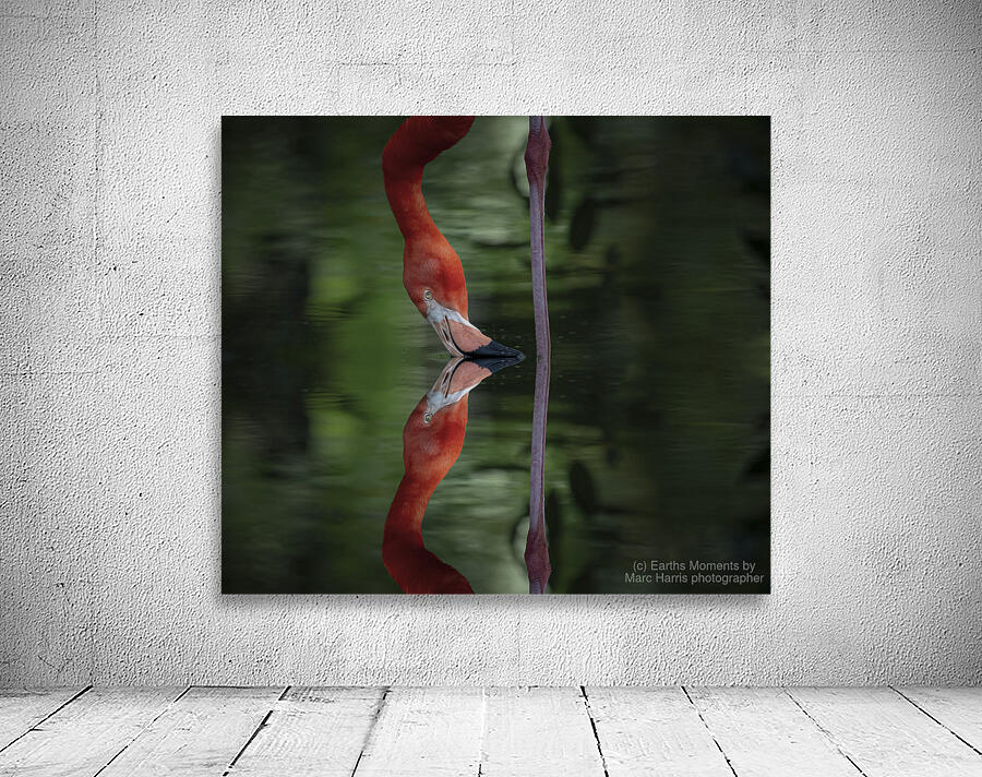 Nose to Nose Wall Preview