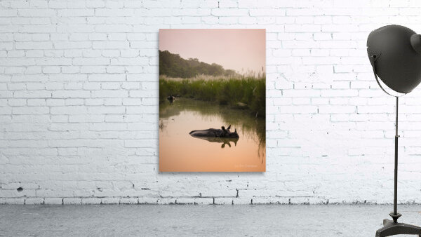 Rhinoceros bathing in Chitwan Nepal Wall Preview