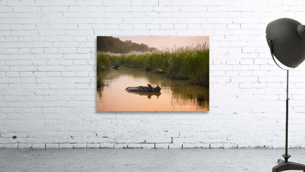 Rhinoceros at dawn in Chitwan Nepal Wall Preview