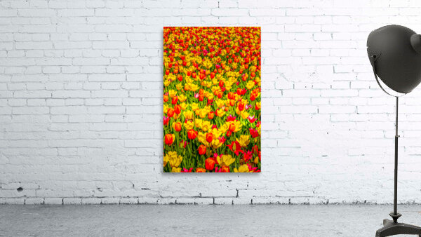 Tulips - 2. by Eric Franks