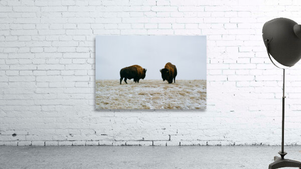 Buffalo By The Badlands 6x4 Wall Preview