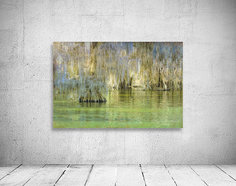 Louisiana Bald Cypress Light Beams Wall Preview