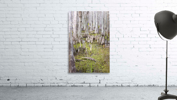Atchafalaya National Preserve Cypress Trees Wall Preview