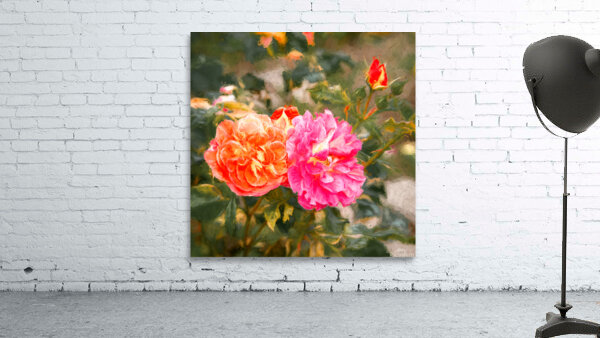 One Rose Bush - Different Colors Wall Preview