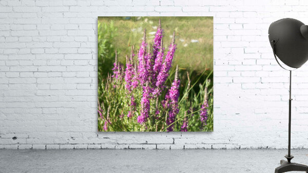 Loosestrife Wild Flowers in a Ditch Wall Preview