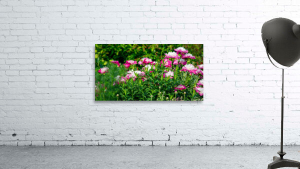 Peonies are Always in Style Wall Preview